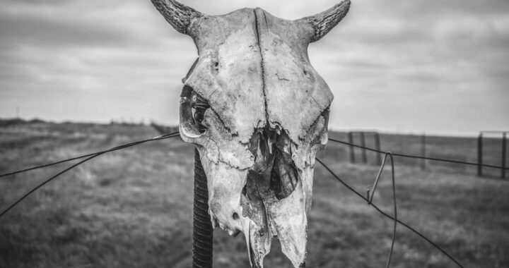 Exploring the Intricate Anatomy of a Rabbit Skull