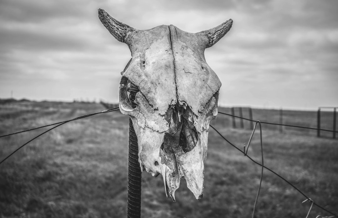 Photo Animal skull