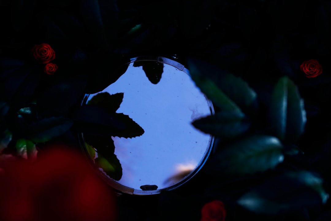 Photo Sparkling roses